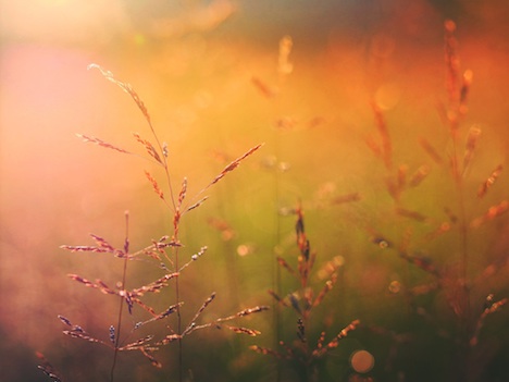 Close up and colorful view of wheat growing in a field. 